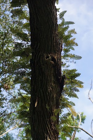 Castellow Hammock Preserve & Nature Center - photo 90