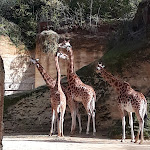 Photo n° 2 de l'avis de Agnes.N fait le 31/10/2023 à 17:55 pour Bioparc de Doué-la-Fontaine à Doué-la-Fontaine
