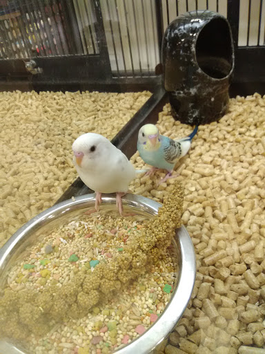 Pet Supply Store «PetSmart», reviews and photos, 10697 E US Hwy 36, Avon, IN 46123, USA