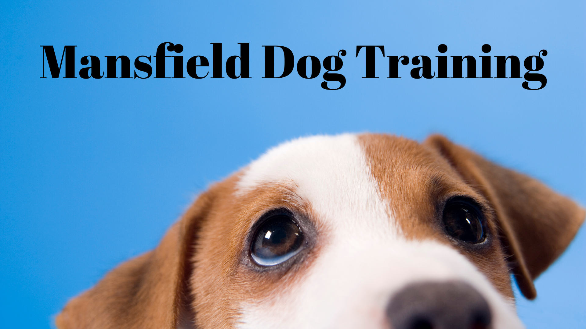 Mansfield Dog Training