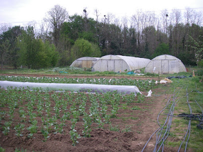 Le jardin des Clos à Scorbé-Clairvaux