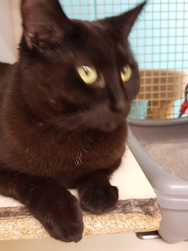 Pet Supply Store «Petco Animal Supplies», reviews and photos, 5177 Eldorado Pkwy, Frisco, TX 75033, USA