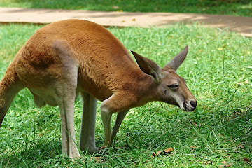 Kentucky Down Under Adventure Zoo