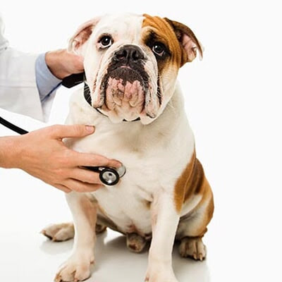 Hospital Veterinario Pets-Bet