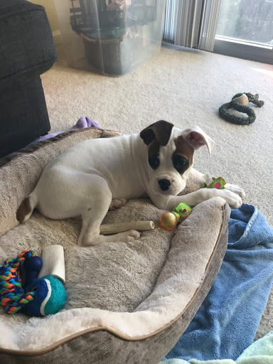 Pet Store «Just Puppies Inc», reviews and photos, 2004 Veirs Mill Rd, Rockville, MD 20851, USA