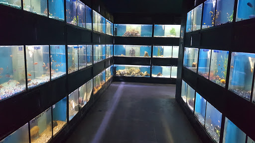 Pet Store «Petland South Orlando», reviews and photos, 3920 S Semoran Blvd, Orlando, FL 32822, USA