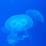 Photo n°7 de l'avis de Mrs..o fait le 29/07/2022 à 18:15 sur le  Aquarium Wilhelmshaven incl. Prehistoric Sea Museum à Wilhelmshaven