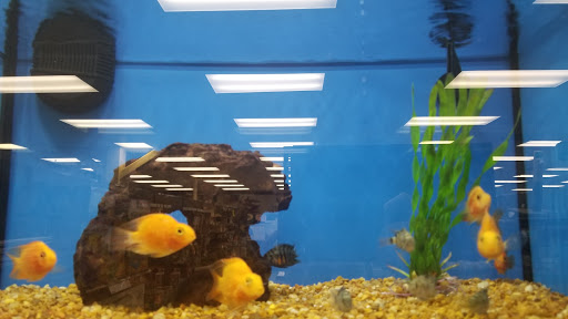 Pet Supply Store «Petco Animal Supplies», reviews and photos, 25451 Horace Harding Expy, Little Neck, NY 11362, USA