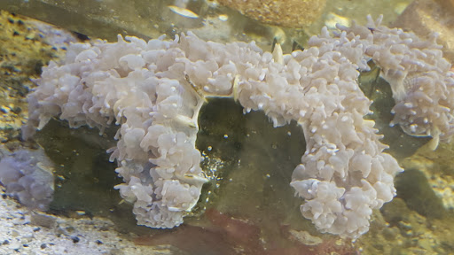 Tropical Fish Store «Saltwater Island», reviews and photos, 15214 Manchester Rd, Ballwin, MO 63011, USA