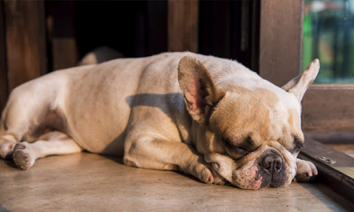 Animal Medical Clinic