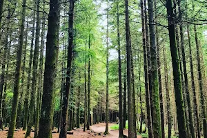 Haldon Forest image