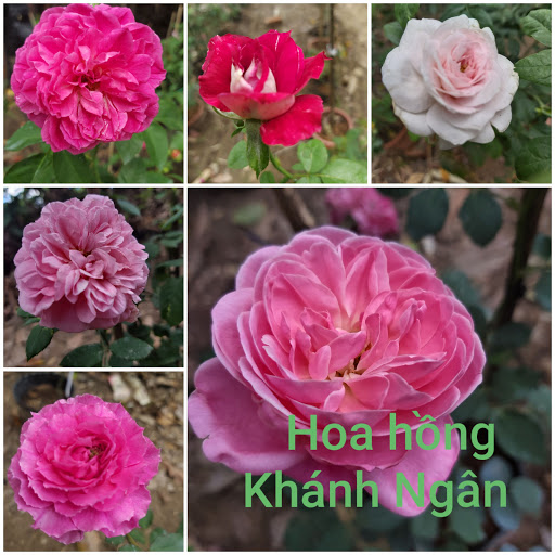 Hoa hồng Khánh Ngân