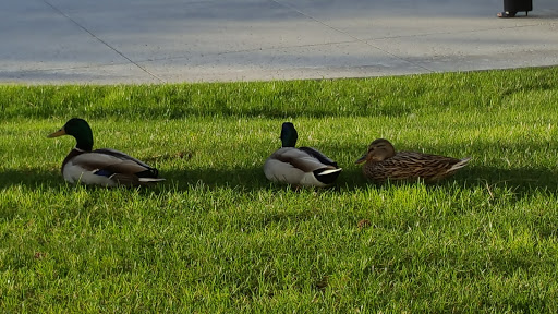 Insurance Agency «AAA», reviews and photos