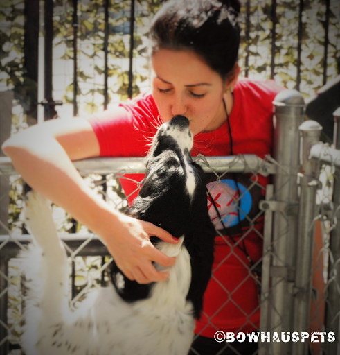 Dog Day Care Center «The Bowhaus Pet Company», reviews and photos, 2472 E Colorado Blvd, Pasadena, CA 91107, USA