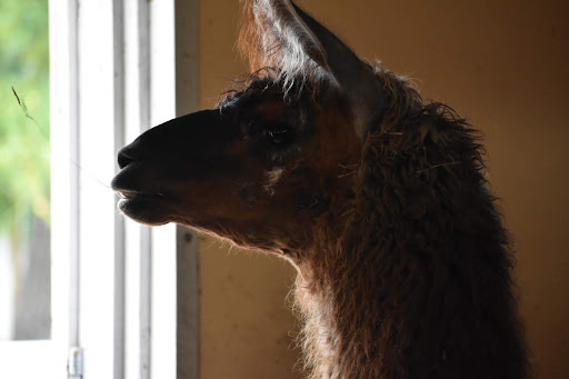 Zoo «Cosley Zoo», reviews and photos, 1356 N Gary Ave, Wheaton, IL 60187, USA