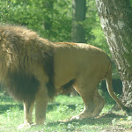 Photo n° 7 de l'avis de Andre.o fait le 10/05/2019 à 16:14 pour Safari Air Park à Thoiry