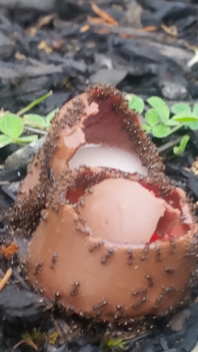 Park «Bell Rock Memorial Park», reviews and photos, Main St & Wigglesworth Street, Malden, MA 02148, USA