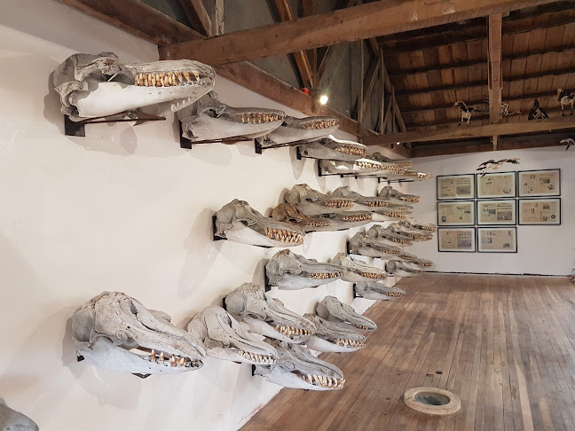 Opiniones de Museo de Historia Natural Río Seco en Punta Arenas - Museo