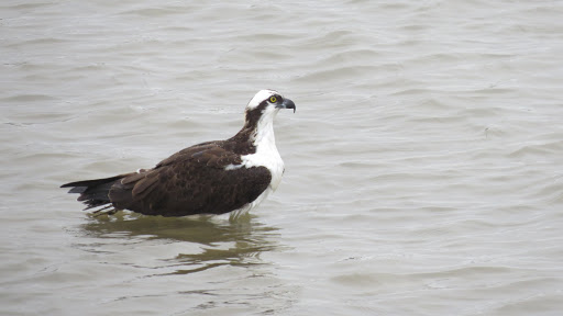 Park «Josiah Cephus Weaver Park», reviews and photos, 1258 Bayshore Blvd, Dunedin, FL 34698, USA