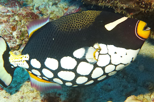 Dive Spirit Mauritius image