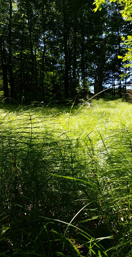 History Museum «Forest History Center», reviews and photos, 2609 Co Rd 76, Grand Rapids, MN 55744, USA