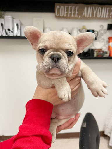 Pet Store «Animal Kingdom», reviews and photos, 4500 N Oracle Rd #254, Tucson, AZ 85705, USA