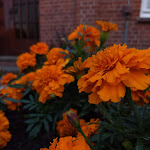 Photo n°2 de l'avis de ofelia.e fait le 13/07/2019 à 10:28 sur le  Acht Linden à Egestorf