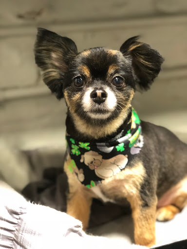 Pet Groomer «The Fetch House», reviews and photos, 130 W Washington St, Madison, GA 30650, USA