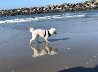 Above and Beyond Pet Care, Inc. - Photo 8 - Car repair in , San Diego