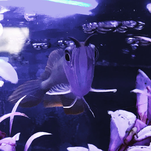 Aquarium «Artistic Aquariums, Inc», reviews and photos, 3400 N Arizona Ave #111, Chandler, AZ 85225, USA