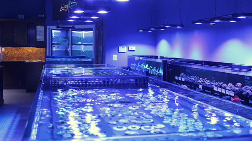 Tropical Fish Store «Living Reef Orlando», reviews and photos, 504 N Alafaya Trail #112, Orlando, FL 32828, USA