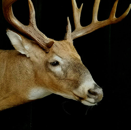 Taxidermist «HighPoint Taxidermy And Outfutters», reviews and photos, 14860 OH-13, Thornville, OH 43076, USA