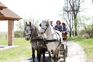Carriage rides - Winery - Winery Gerhard Gangl image