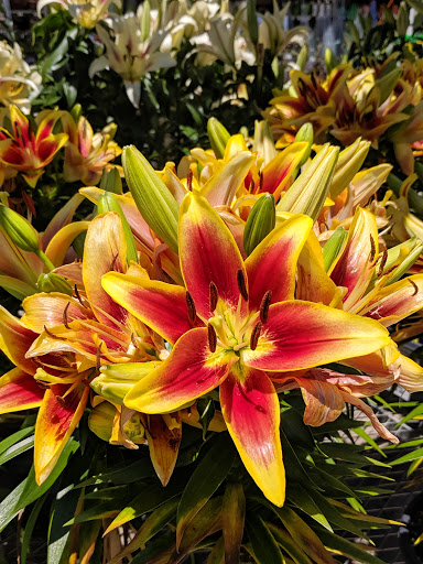 Home Improvement Store «The Home Depot», reviews and photos, 2421 Old Taylor Rd, Chesapeake, VA 23321, USA