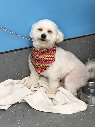 Pet Supply Store «Ridge Dog Shop», reviews and photos, 1505 N Parham Rd, Richmond, VA 23229, USA