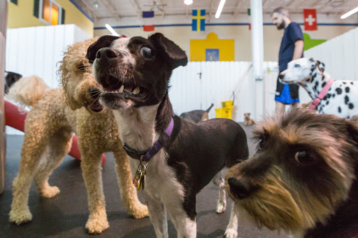 Healthy Hound Playground and Grooming Salon & Spa