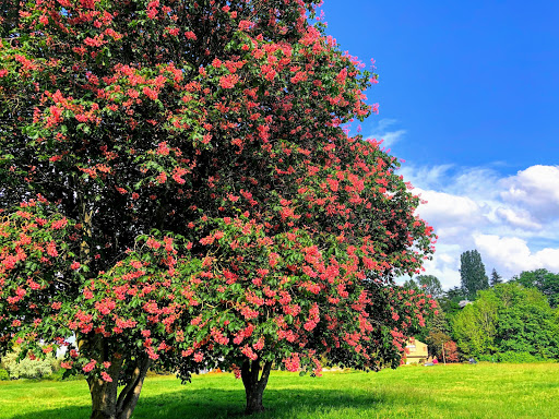 Park «Genesee Park and Playfield», reviews and photos, 4316 S Genesee St, Seattle, WA 98118, USA