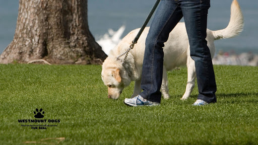 Westmount Dogs Dog Walking Services