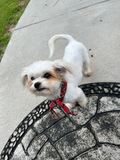 KIM'S SOUTHERN STYLE GROOMING