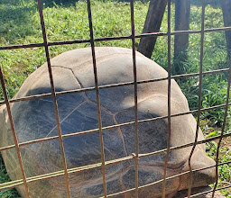 Mitchell Park Zoo photo