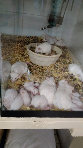 Tropical Fish Store «Ironbound Pet Shop», reviews and photos, 246 Ferry St # 5, Newark, NJ 07105, USA