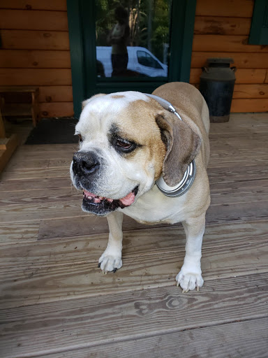 Brentwood Country Animal Hospital: Hunt Julia DVM image