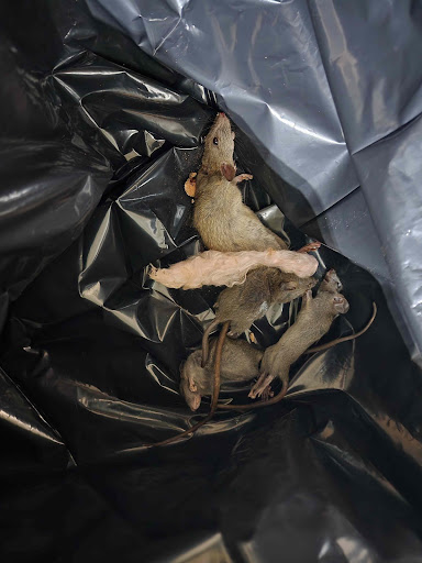 Pest Control Service «Attic Kings», reviews and photos