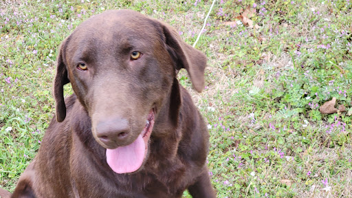 Vet Vaccinations Clinic at Tractor Supply Co. image