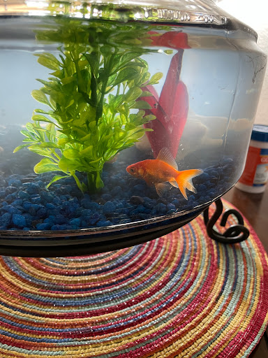 Pet Supply Store «Pet Supplies Plus», reviews and photos, 2928 Hardrock Rd, Fitchburg, WI 53719, USA