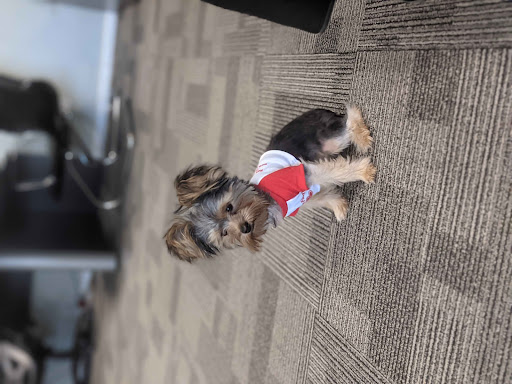 Insurance Agency «Nate Cocco - State Farm Insurance Agent», reviews and photos