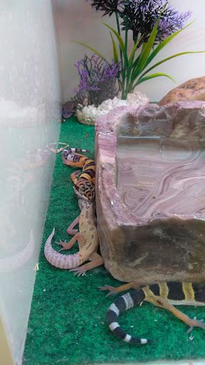 Pet Supply Store «Pet Supplies Plus», reviews and photos, 720 Hoosick Rd, Troy, NY 12180, USA