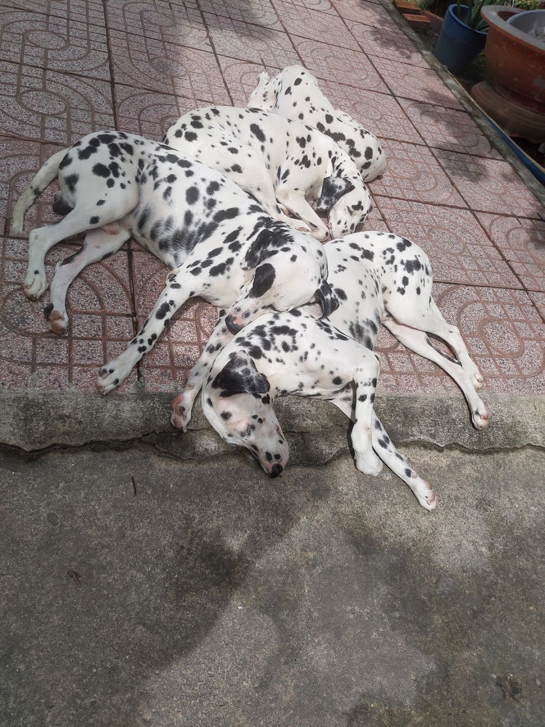 Ngôi nhà chó đốm
