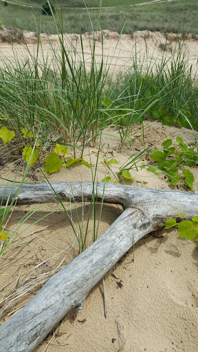 Tourist Attraction «Saugatuck Dune Rides Inc», reviews and photos, 6495 Blue Star Hwy, Saugatuck, MI 49453, USA