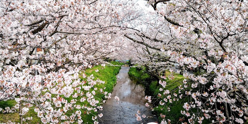大沢川の桜並木